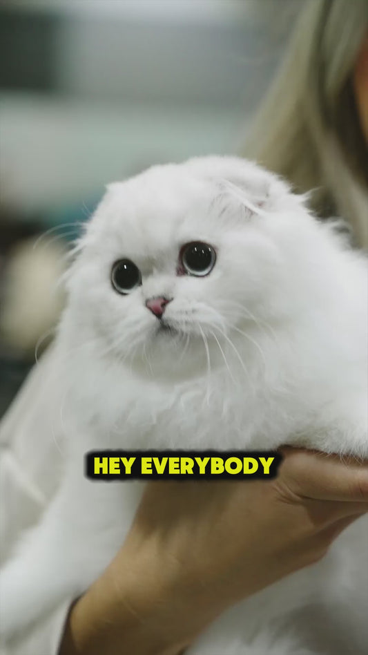 Coming Soon CATSTRAVAGANZA®