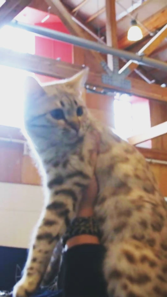 Portland CATSTRAVAGANZA® October 17-18, 2026