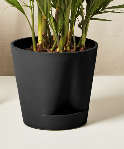 XL Peace Lily